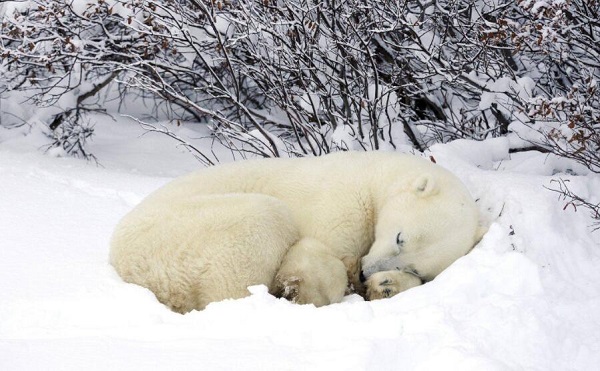 北极熊冬眠动物