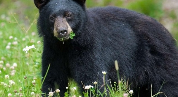 亚洲黑熊冬眠动物