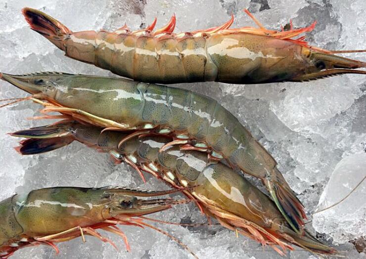 平时吃的虾是什么品种?虾有哪些种类?