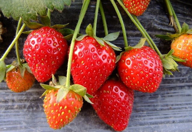 草莓什么季节熟