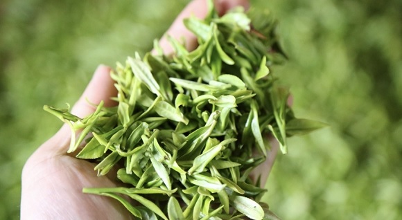 绿茶都有哪些品种？