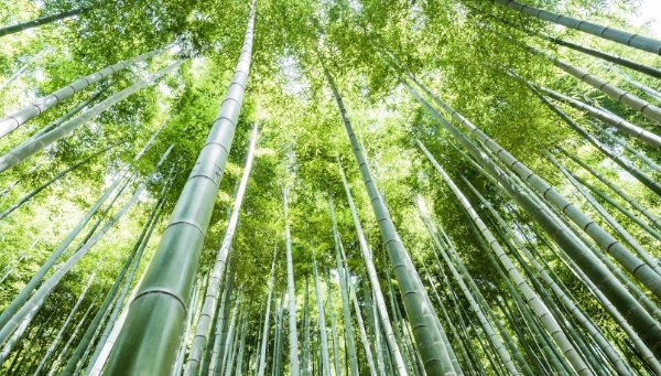 竹子是树还是草？