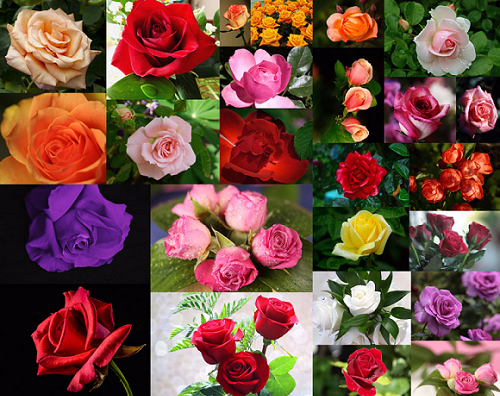 199朵玫瑰花语每朵代表什么，是什么寓意？