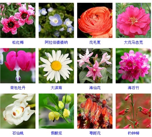 春天开的花有哪些? 