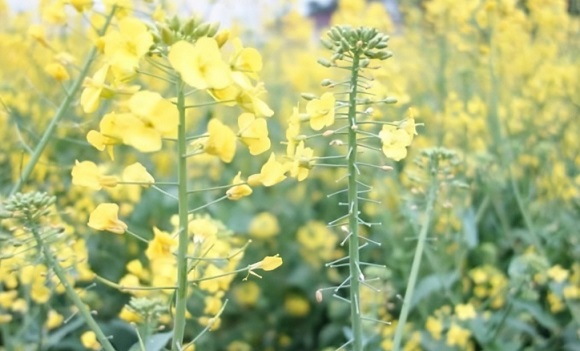 油菜花的外形特征如何描写? 