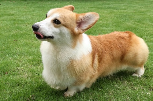 柯基犬市场价大概是多少？