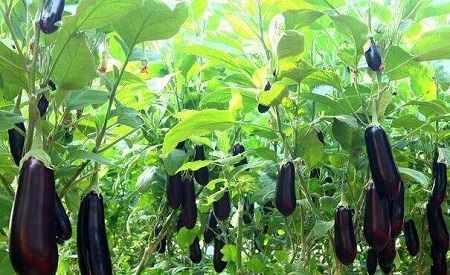 茄子怎么做好吃