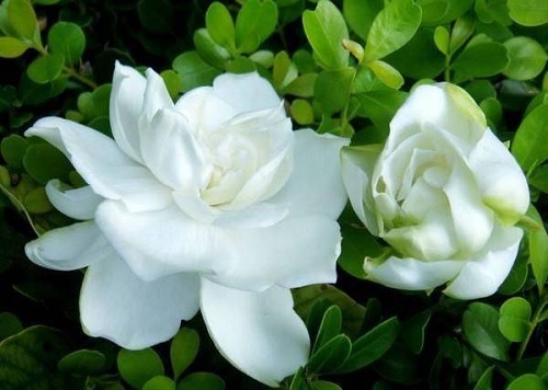 栀子花怎么养栀子花的养殖方法和注意事项