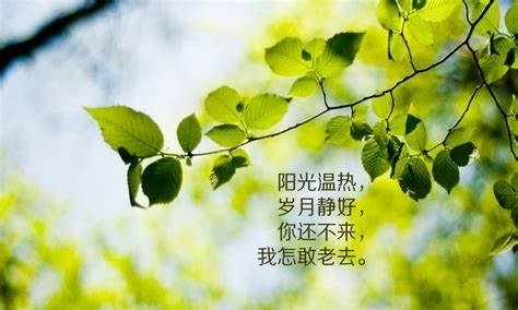 无可奈何花落去，似曾相识燕归来是什么意思